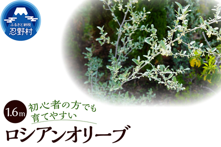 植木 ロシアンオリーブ 1.6m