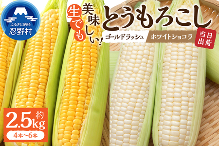 [2026年先行予約]富士北麓忍野村の気候、水、自然で作られた朝採りトウモロコシ(ゴールドラッシュ・ホワイトショコラ)詰め合わせセット(約2.5kg)