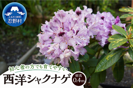 植木 シャクナゲ 0.4m