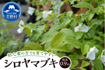 植木 白ヤマブキ 0.9m