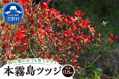 植木 本霧島ツツジ(赤) 0.8m