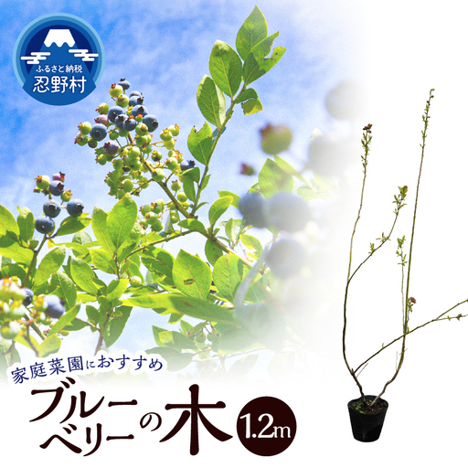 植木 ブルーベリーの木 株立ち 1.2m