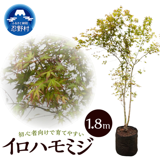 植木 イロハモミジ 1.8m