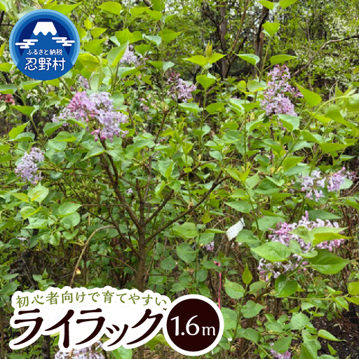 植木 ライラック 薄紫の花色 1.6m