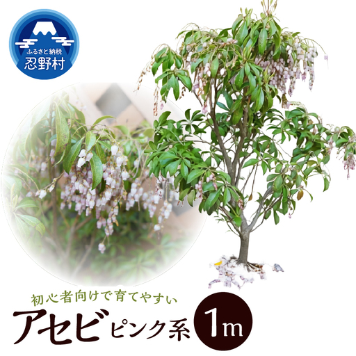 植木 アセビ 1m
