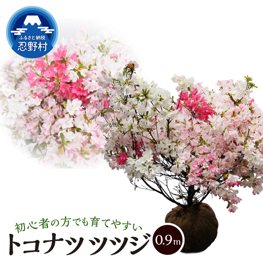 植木 トコナツツツジ 0.9m(久留米ツツジ)