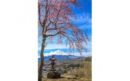 富士山フォトパネル(桜)