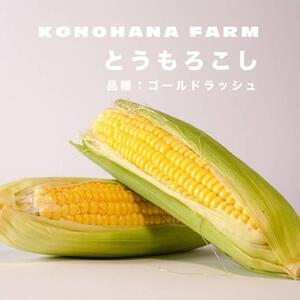 とうもろこし 富士河口湖町産とうもろこし[ゴールドラッシュ]L〜2Lサイズ 5本セット