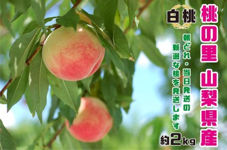 【2021年発送】 山梨県産  完熟桃　白桃系　約2kg（4～8玉）