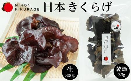 特選 きくらげ[富士ヶ嶺]-生(300g)[富士山]-乾燥(30g)