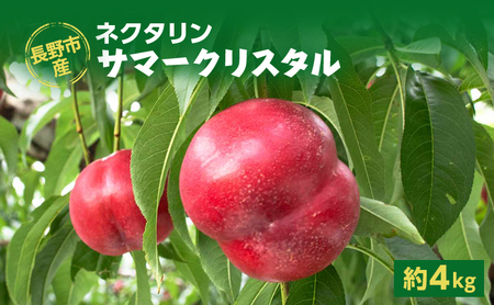 2026�N���� ����s�Y�l�N�^�����u�T�}�[�N���X�^���v��4kg