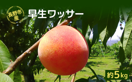 長野市産早生ワッサー約5kg 