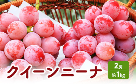 クイーンニーナ 2房 約1kg ぶどう 葡萄 フルーツ 果物 長野市