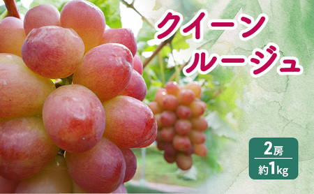 クイーンルージュ 2房 約1kg ぶどう 葡萄 フルーツ 果物 長野市