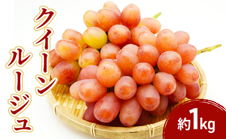 2026�N�Y��s�\��N�C�[�����[�W�� 1kg�@�ʕ� �t���[�c �Ԃǂ��@���쌧