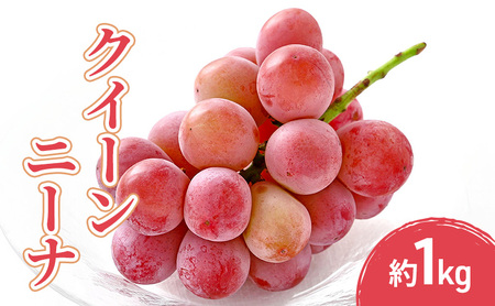 2026�N�Y��s�\��N�C�[���j�[�i 1kg �ʕ� �t���[�c �Ԃǂ� ���쌧