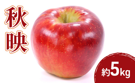 2026年産先行予約秋映 5kg 果物 フルーツ りんご 長野県