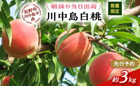 [先行予約][数量限定][朝採り当日出荷]信州・長野市川中島平産 もも「川中島白桃」約3kg(8〜10玉) 2026年8月20日前後より順次発送