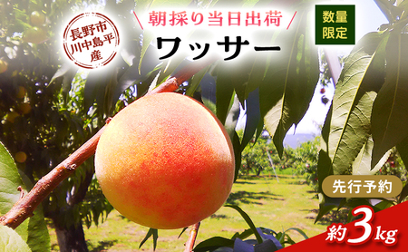 [先行予約][数量限定][朝採り当日出荷]信州・長野市川中島平産 桃「ワッサー」 約3kg(9〜12個) 2026年8月10日前後より順次発送 (固い桃の仲間)