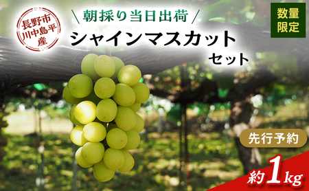 [先行予約][数量限定][朝採り当日出荷]信州・長野市川中島平産 ぶどう「シャインマスカット」セット 約1kg(2房) 2026年9月下旬より順次発送