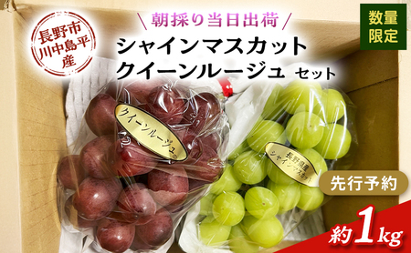 [先行予約][数量限定][朝採り当日出荷]信州・長野市川中島平産 ぶどう「シャインマスカット、クイーンルージュ」セット 約1kg(2房) 2026年9月下旬より順次発送