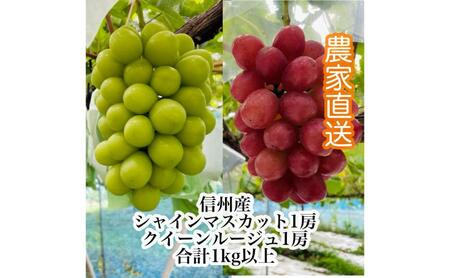 [2026年9月より順次発送]信州産クイーンルージュR 1房&シャインマスカット1房(合計1kg以上)特選&大粒&大房 果物 ぶどう フルーツ 種なし 皮ごと 食べ応え ぶどうの食べ比べ 秋の味覚