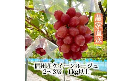 [2026年9月より順次発送]信州産クイーンルージュR 2〜3房(合計1kg以上) 果物 ぶどう フルーツ 種なし 皮ごと 秋の味覚