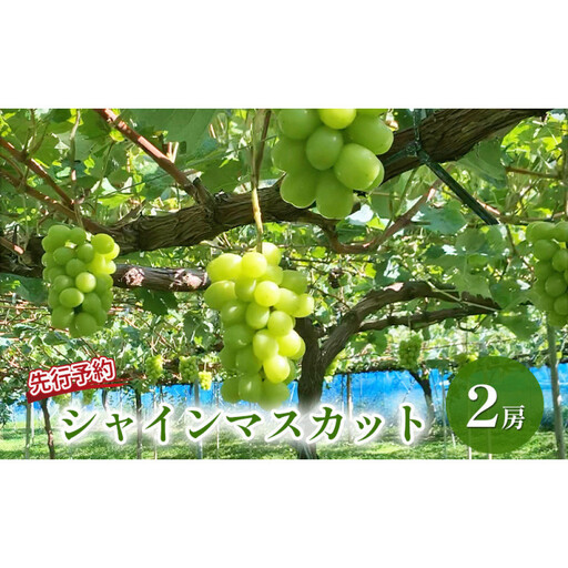 長野市産 シャインマスカット（贈答用） 2房【2026年9月下旬頃発送予定】