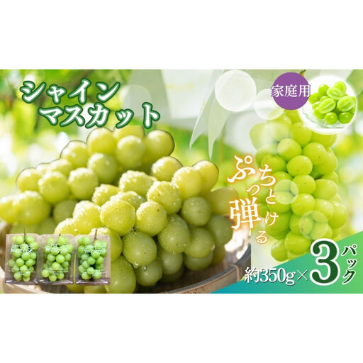 [訳あり]長野市産 シャインマスカット 約1.0kg(ご家庭用)[2026年9月下旬以降出荷予定]わけあり 長野 | ぶどう シャインマスカット 皮ごと