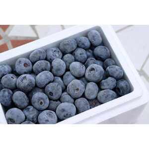 長野市産「森のサファイア」冷凍ブルーベリー（Lサイズ）500ｇスチロールパック
