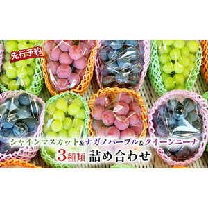 長野市産 ぶどう3種類の詰合せ(ナガノパープル・シャインマスカット・クイーンニーナ) 贈答用【2026年9月下旬頃発送予定】