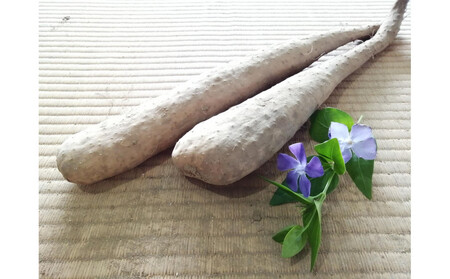 長野市ながいも 5kg (2026年11月下旬頃出荷分）高野農園