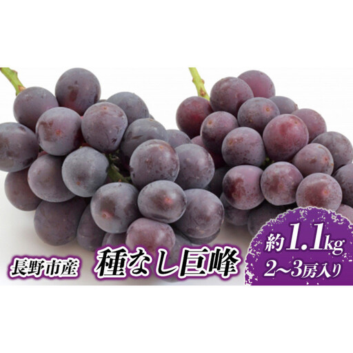 長野市産 種なし巨峰 約1.1kg[2026年9月中旬以降出荷分] | 巨峰