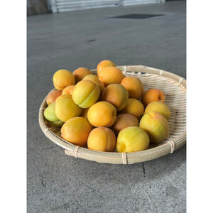 品種おまかせ加工向け杏 1kg