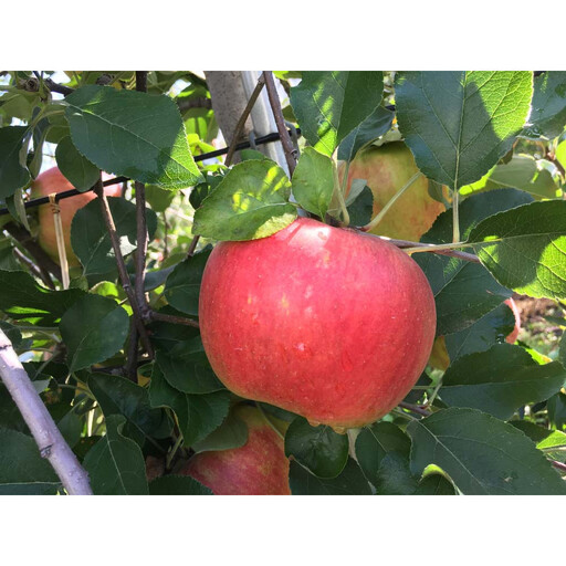 信州訳あり定期便 りんご食べ比べ 2kg りんご