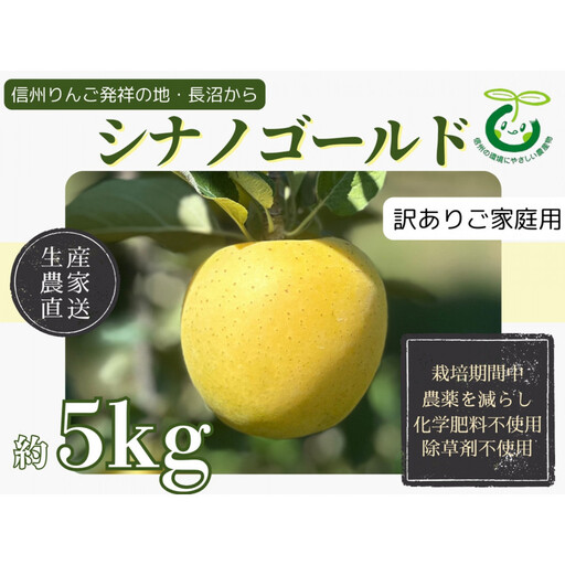 【訳あり】生産農家直送 人にやさしい 長沼りんご・シナノゴールド5kg（ご家庭用） |  りんご 林檎 フルーツ 果物 シナノゴールド 家庭用 長沼 農園 おすすめ 人気 送料無料 長野県 長野市 信州 信濃 ふるさと納税
