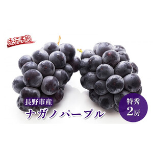 長野市産 ナガノパープル 特秀 2房【2026年9月以降出荷分】（タマファーム）