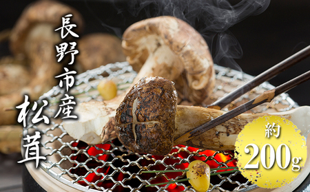 長野市収穫 松茸 約200g(2〜3本) 野菜 きのこ まつたけ