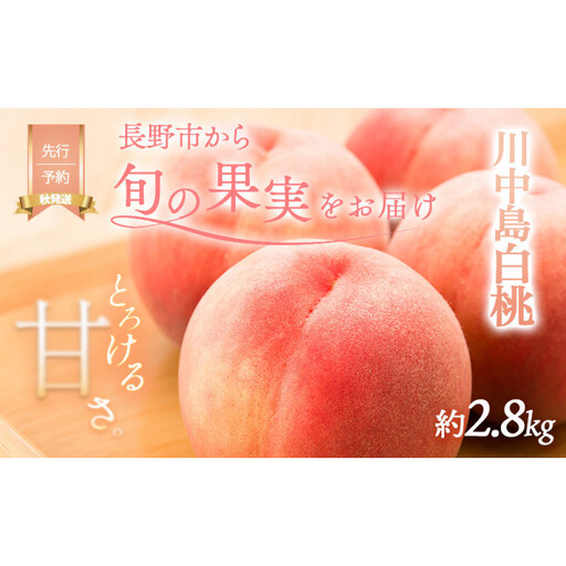 桃 先行予約 川中島白桃 約2.8kg 糖度12度 白桃 フルーツ 果物 オンライン決済限定 | 桃 フルーツ 果実 人気 おすすめ ギフト プレゼント 送料無料 長野県 長野市 信州 信濃 ふるさと納税