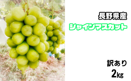 [2025年発送分]長野県産 シャインマスカット 2kg 訳あり