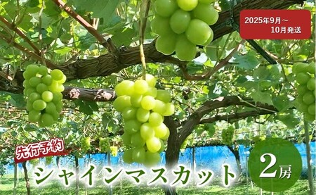 ぶどう 先行予約 シャインマスカット 2房 葡萄 ブドウ 果物 フルーツ シャイン マスカット デザート おやつ 信州 2025年秋発送頃 