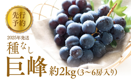 ぶどう 先行予約 種なし 巨峰 約 2kg 箱3〜6房入り 巨峰種無し フルーツ 果物 旬 ブドウ 葡萄 おやつ 信州 長野県 長野市 2025年 秋発送