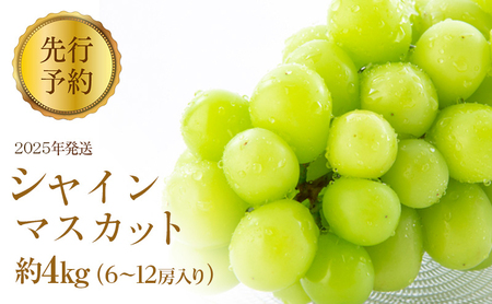 Ԃǂ s\ VC}XJbg 4kg 6`12[  uhE VC }XJbg ʕ t[c fU[g  Ȃ MB 2025NH