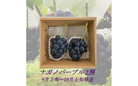 [2025年9月より順次発送]信州産ナガノパープル2房(合計1kg以上)大粒&大房 果物 ぶどう フルーツ 種なし 皮ごと 食べ応え 秋の味覚