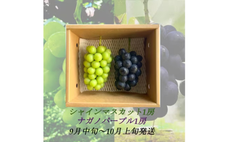 【2025年9月より順次発送】信州産ナガノパープル1房＆シャインマスカット1房　大粒＆大房