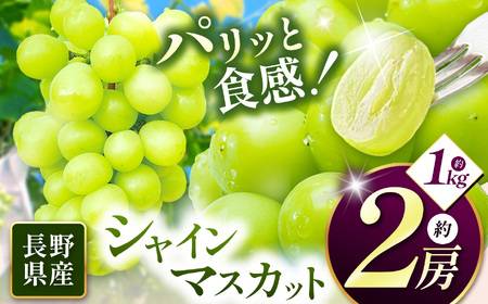 【先行受付】信州産 シャインマスカット 2房（約1㎏）｜ふるさと納税 松本市 シャインマスカット 果物 フルーツ 種なし 皮ごと 信州産 果肉 美味しい 人気 長野県