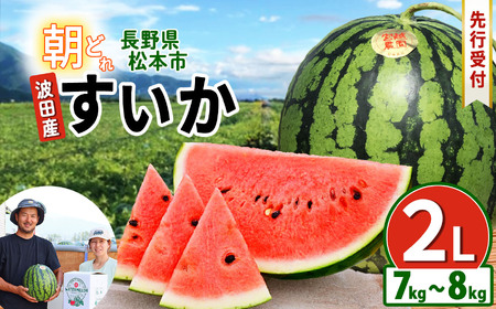 松本市 波田産 すいか 2L(7kg〜8kg)│ 信州 松本市 長野県 西瓜 すいか 果物 スイカ フルーツ くだもの 新鮮 果汁 ジューシー 大きい ふるーつ