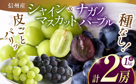 【先行予約】信州産 ナガノパープル、シャインマスカットのセット 約1kg (2房)｜ふるさと納税 松本市 ぶどう 葡萄 シャインマスカット ナガノパープル 果物 フルーツ 種無し 新鮮 セット 食べ比べ 信州産 先行予約