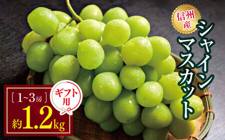 [先行受付]信州産 シャインマスカット ギフト用 約1.2kg(1房〜3房)[2025年9月〜発送]|ふるさと納税 信州 松本 シャインマスカット 定番 甘い 果物 フルーツ 甘い おすすめ ギフト