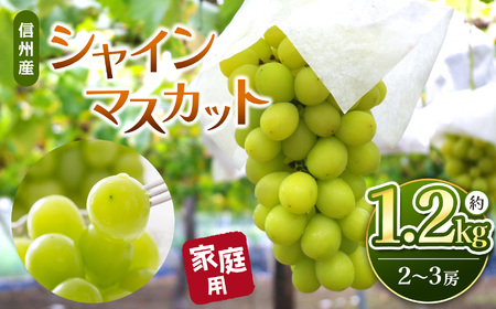 【先行受付】信州産 シャインマスカット 約1.2kg(2房～3房)【2025年9月～発送】｜ふるさと納税 信州 松本 シャインマスカット 定番 甘い 果物 フルーツ 甘い おすすめ 家庭用